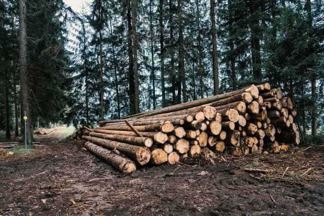 Forestry