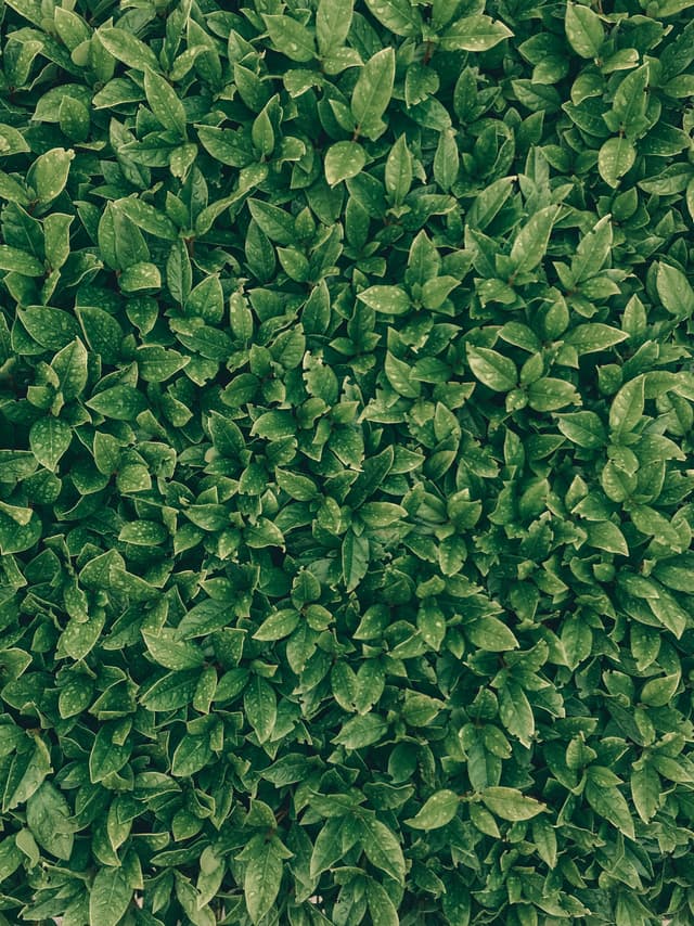 Leaf Area Index Tool